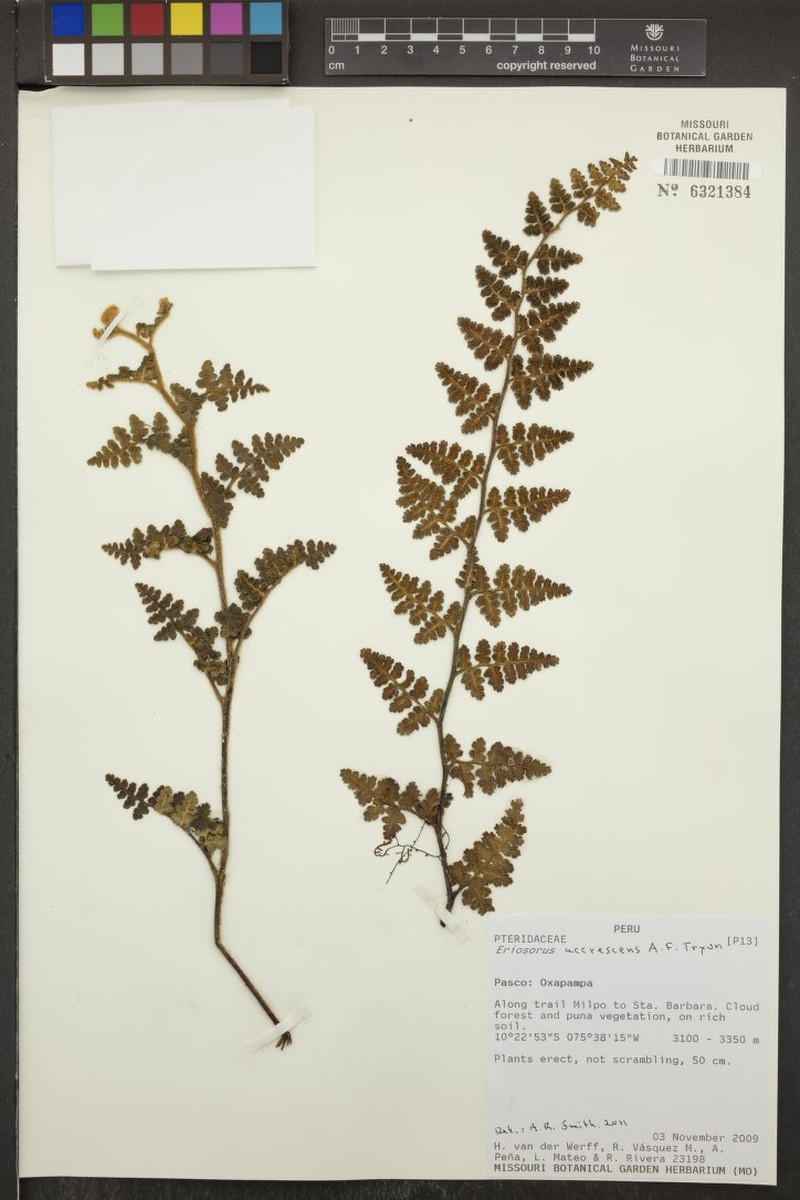 Jamesonia accrescens