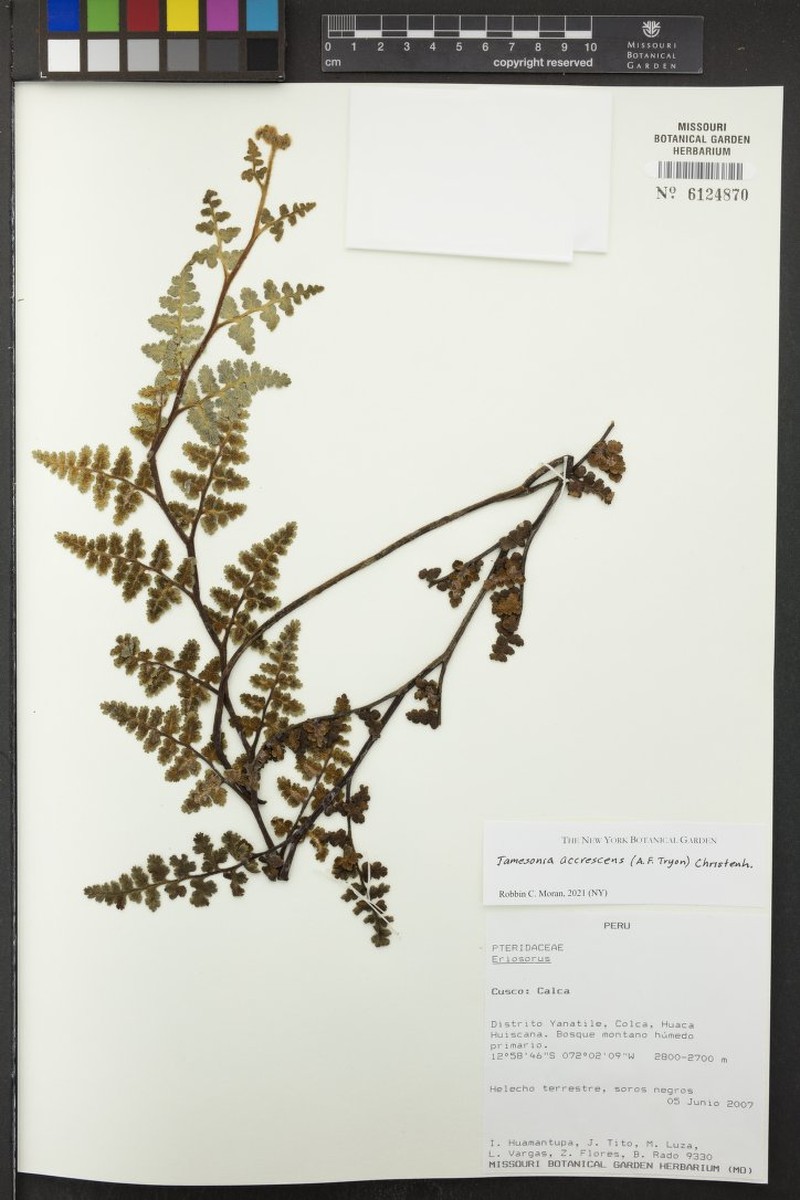 Jamesonia accrescens photo 2