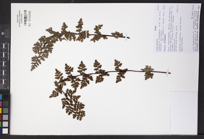Jamesonia ascendens