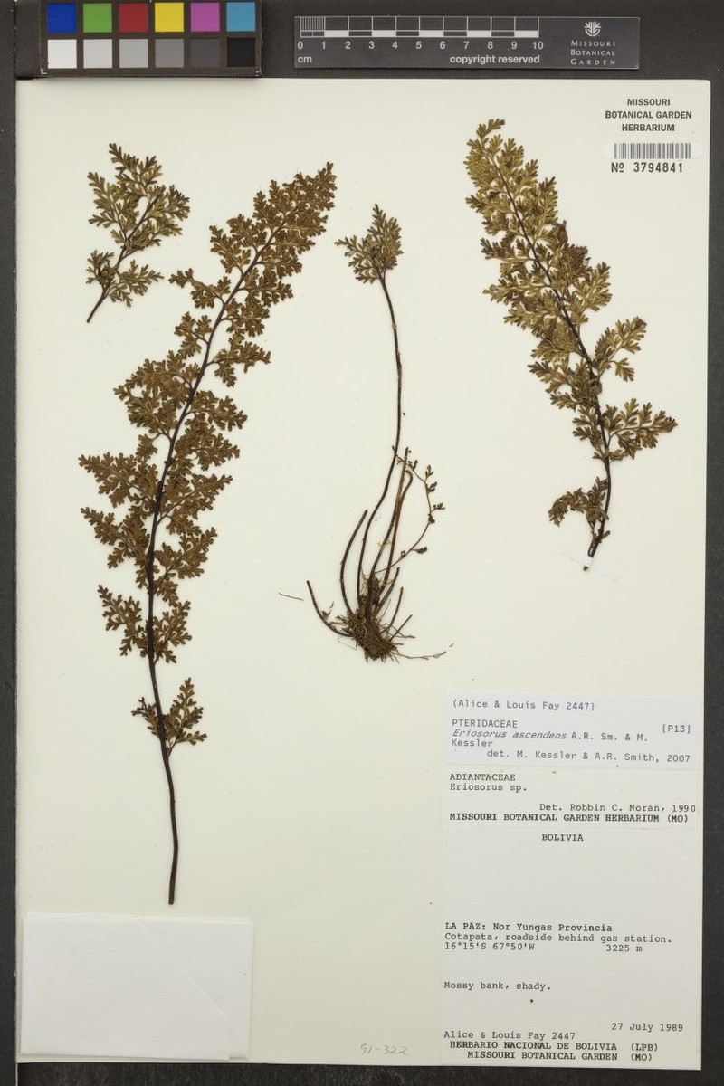 Jamesonia ascendens photo 2