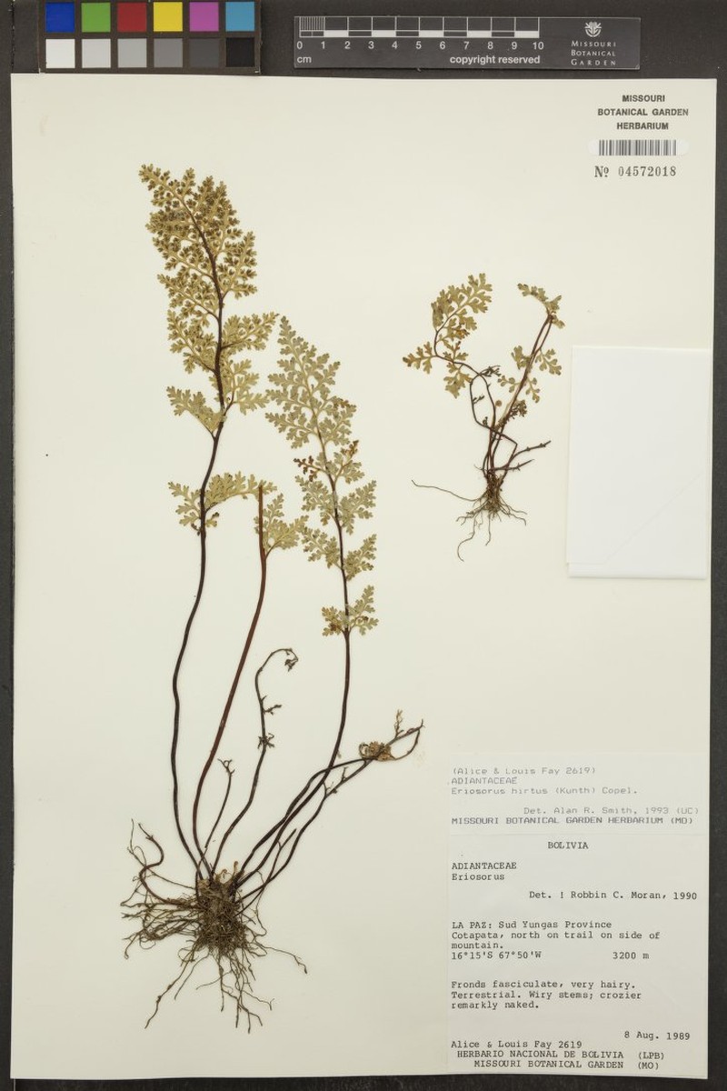 Jamesonia ascendens photo 3