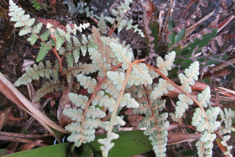 Jamesonia aureonitens