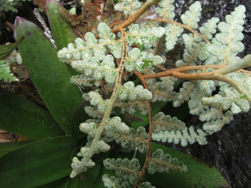 Jamesonia aureonitens photo 2