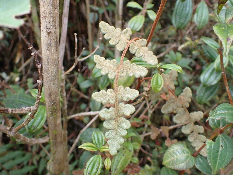 Jamesonia aureonitens photo 3