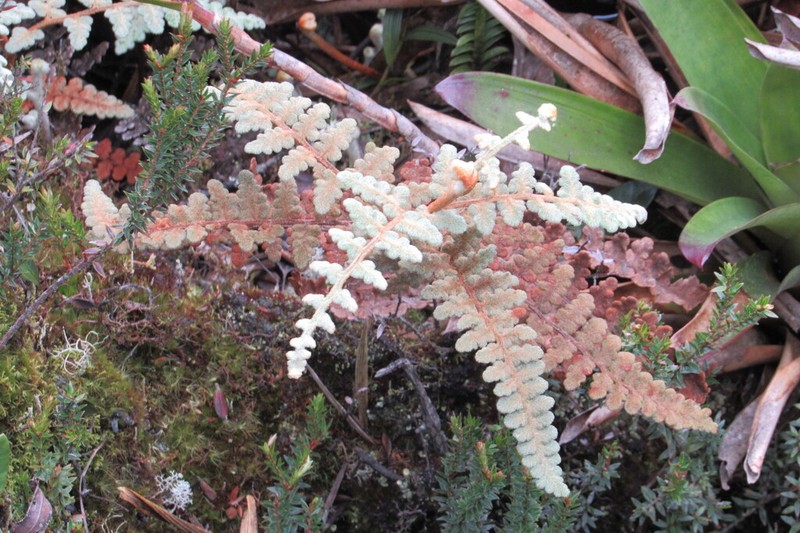 Jamesonia aureonitens photo 4