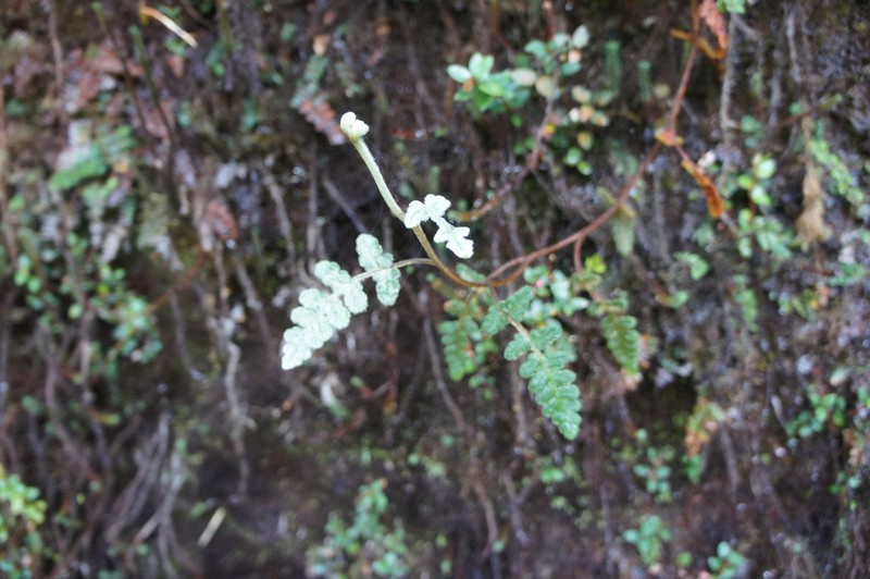 Jamesonia aureonitens photo 5