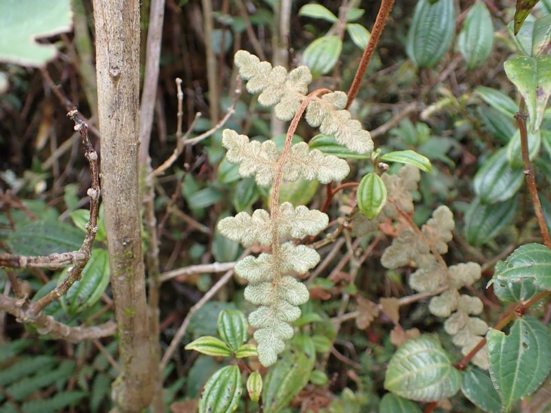 Jamesonia aureonitens photo 6