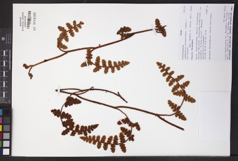 Jamesonia aureonitens photo 8