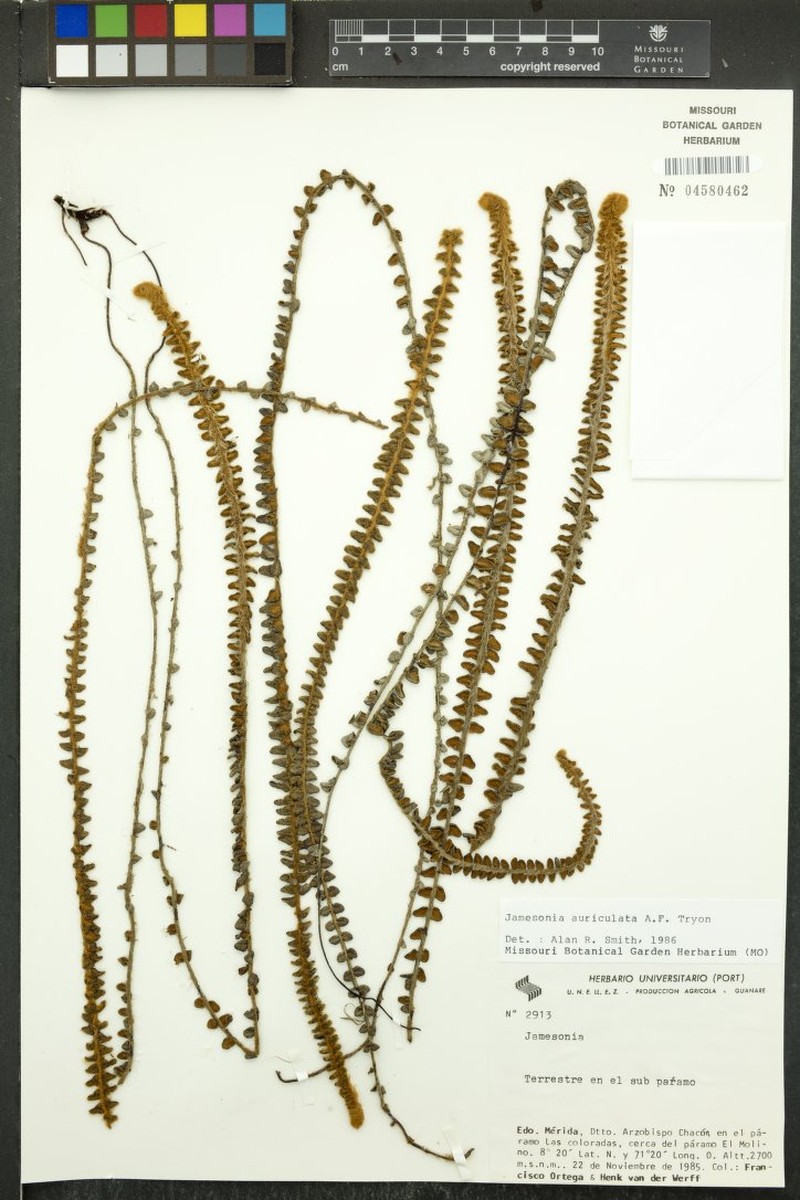 Jamesonia auriculata