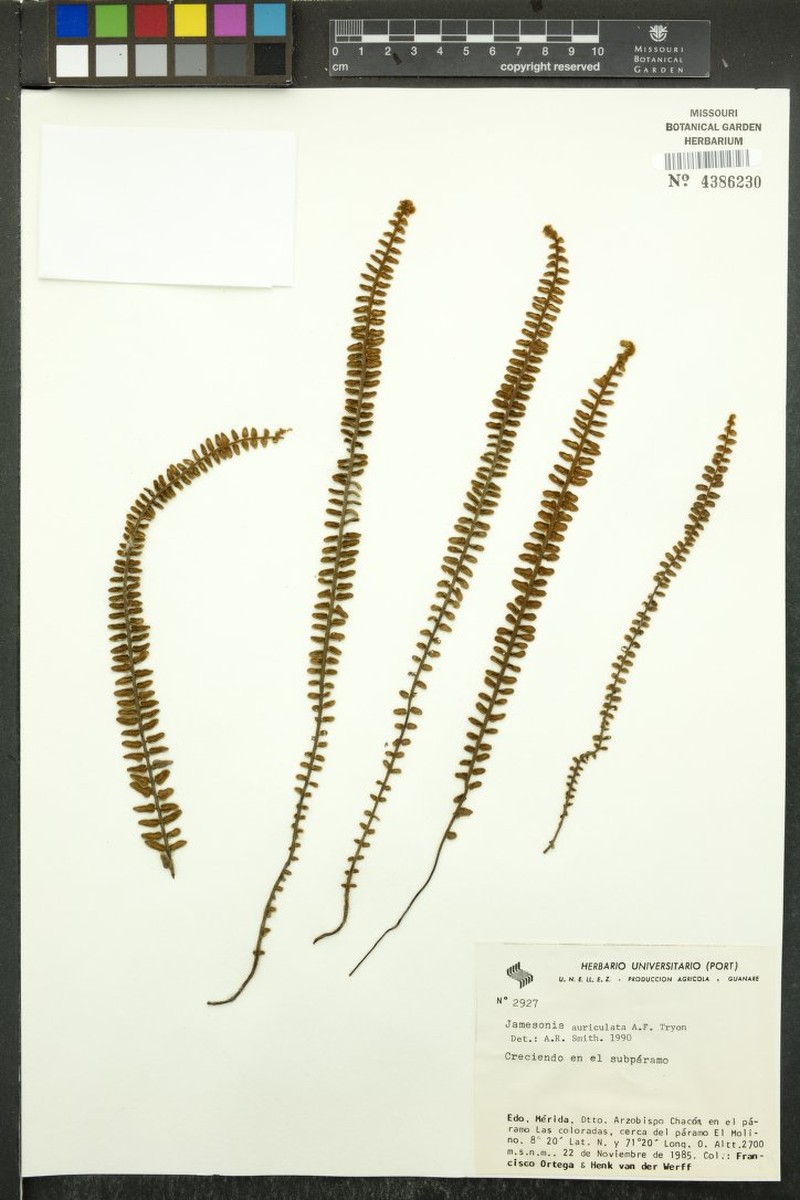 Jamesonia auriculata photo 2