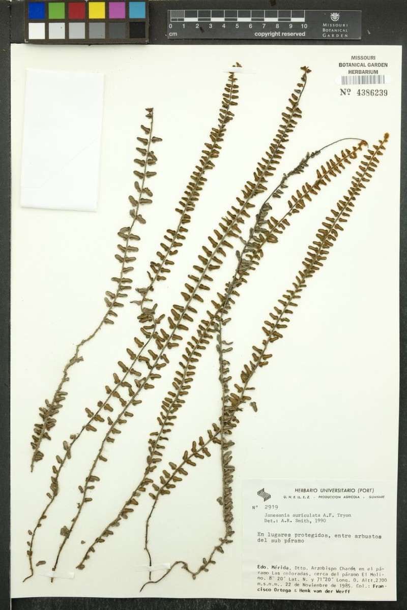 Jamesonia auriculata photo 3