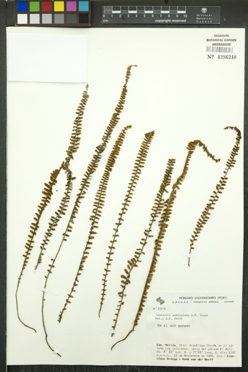 Jamesonia auriculata photo 4