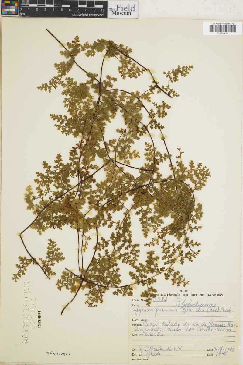 Jamesonia biardii