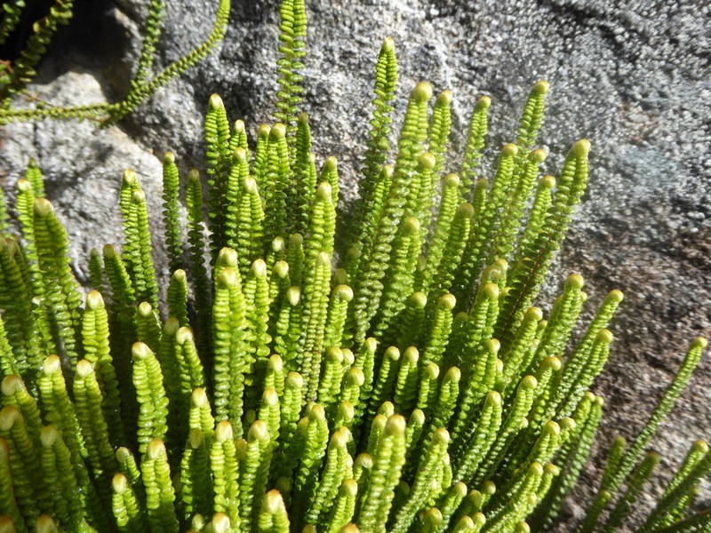 Jamesonia blepharum photo 2