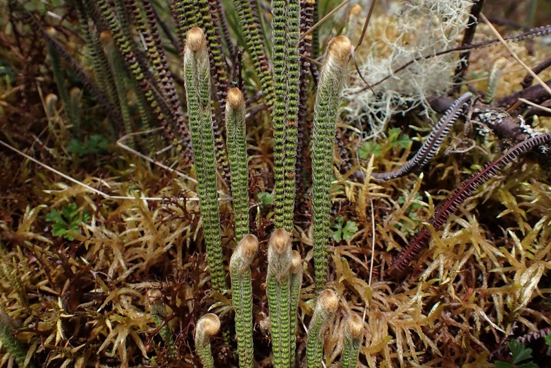 Jamesonia blepharum photo 3