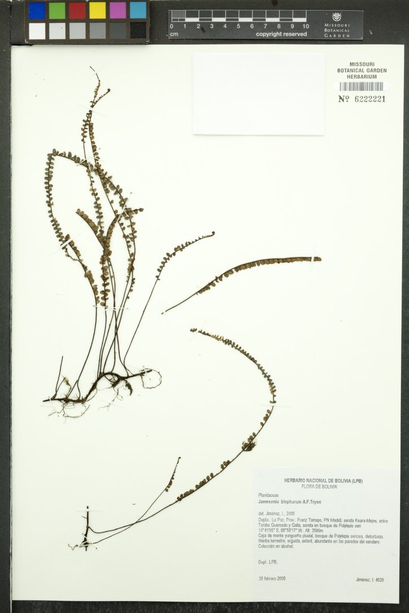 Jamesonia blepharum photo 5