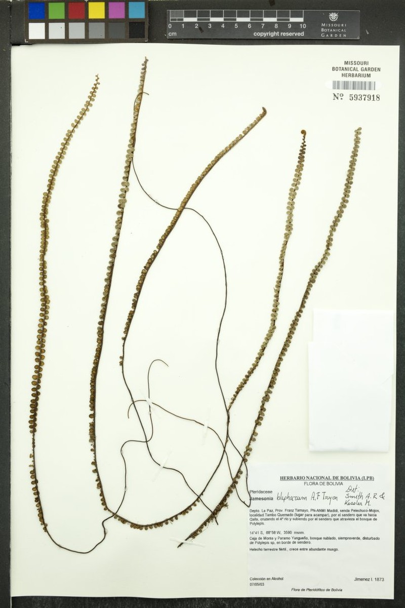 Jamesonia blepharum photo 6