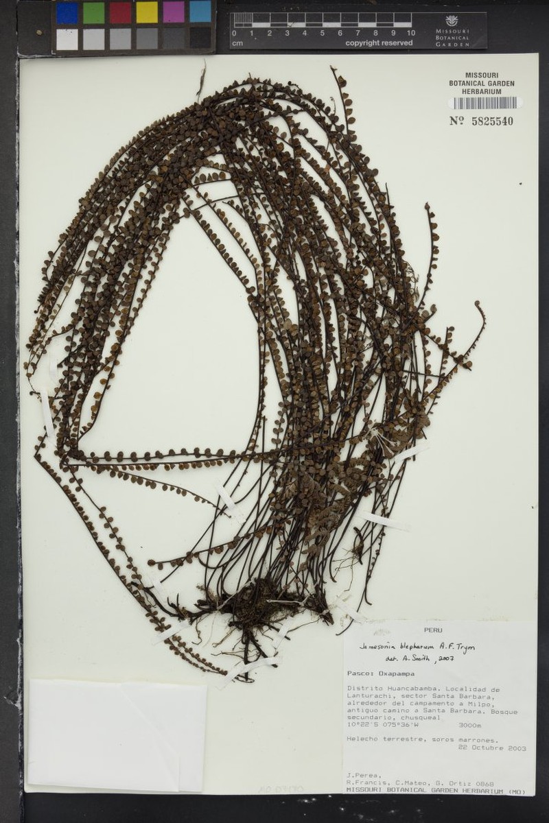 Jamesonia blepharum photo 7