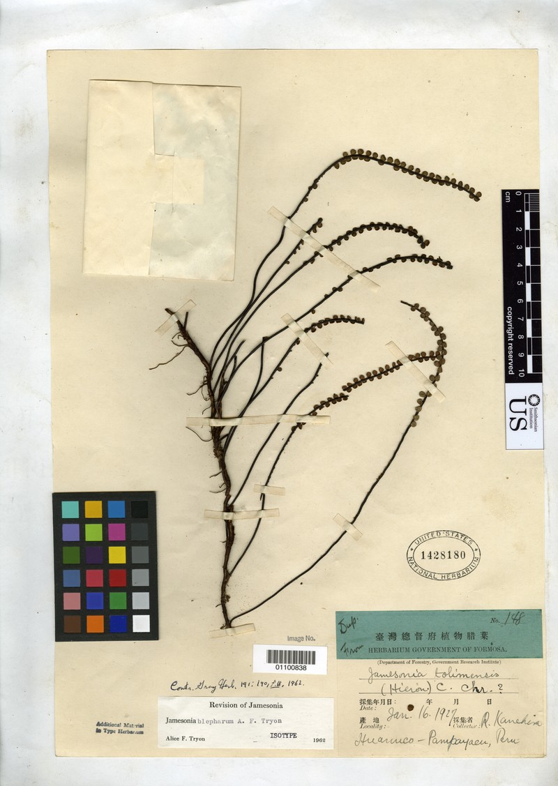 Jamesonia blepharum