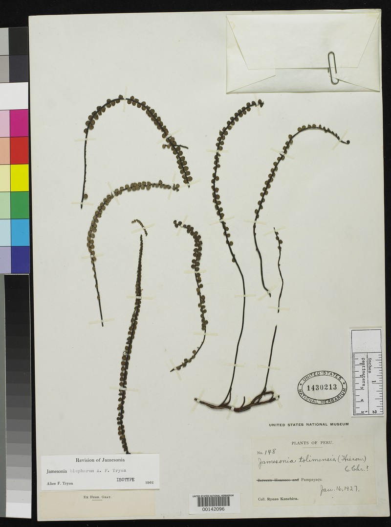 Jamesonia blepharum photo 8
