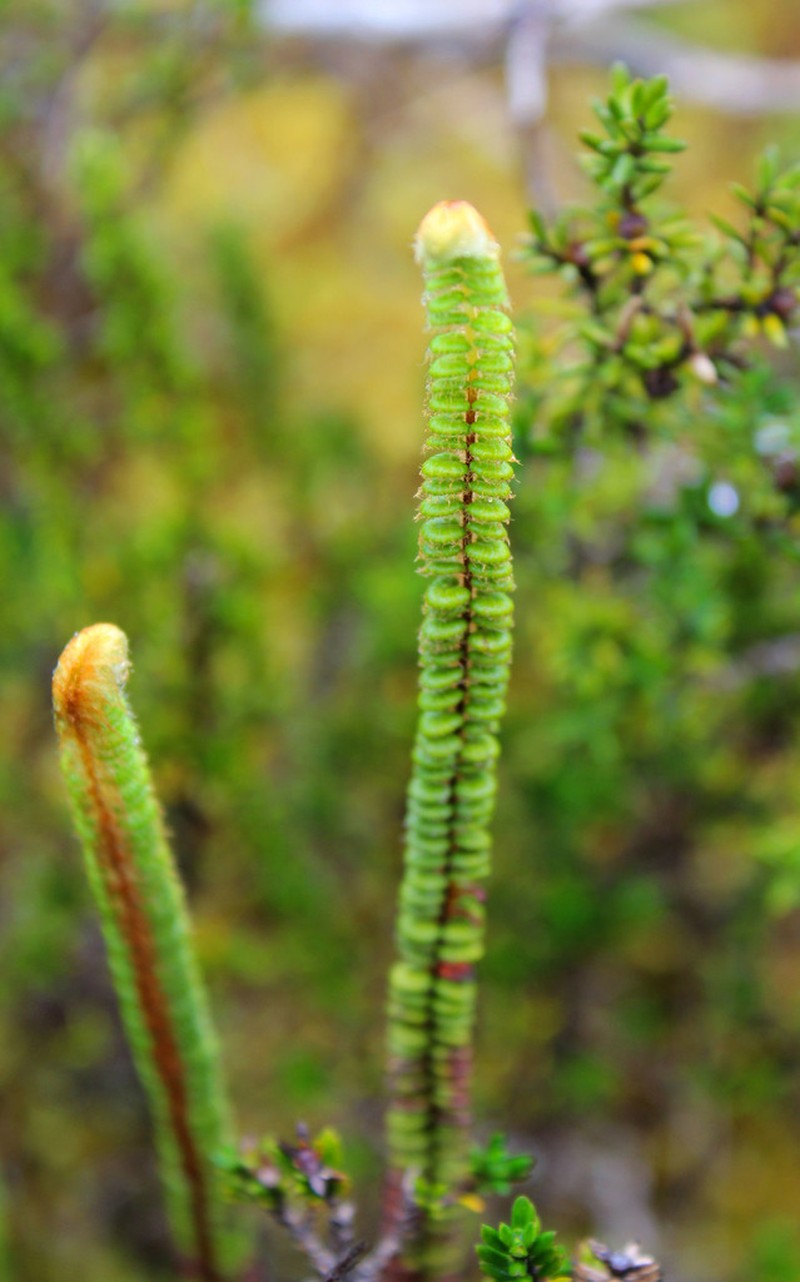 Jamesonia bogotensis