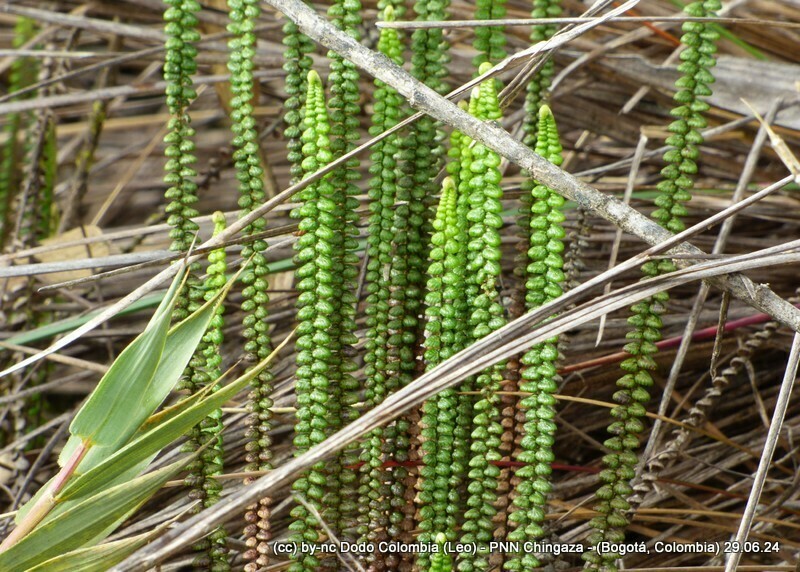 Jamesonia bogotensis photo 3