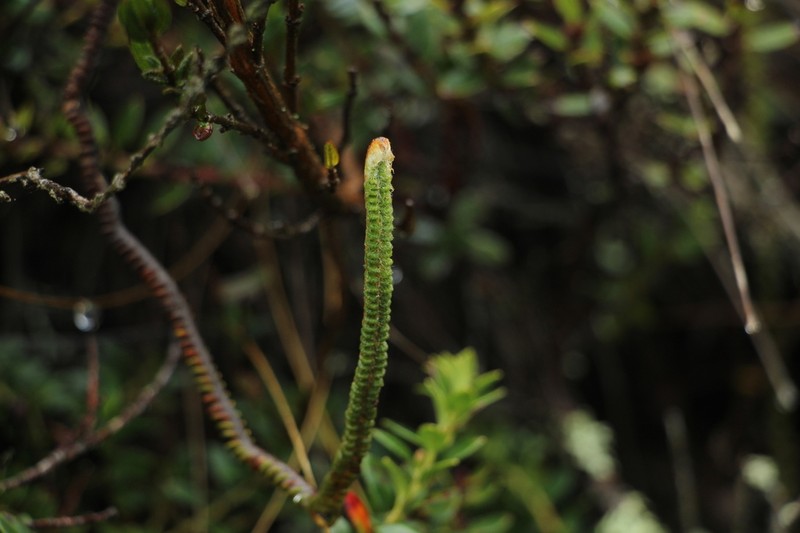 Jamesonia bogotensis photo 4