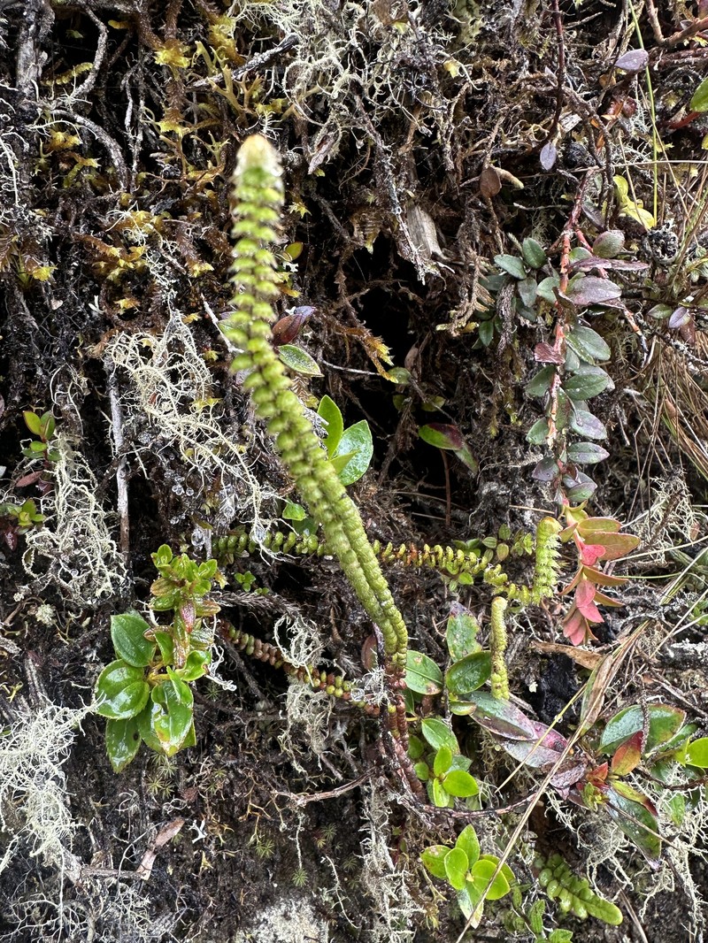 Jamesonia bogotensis photo 5