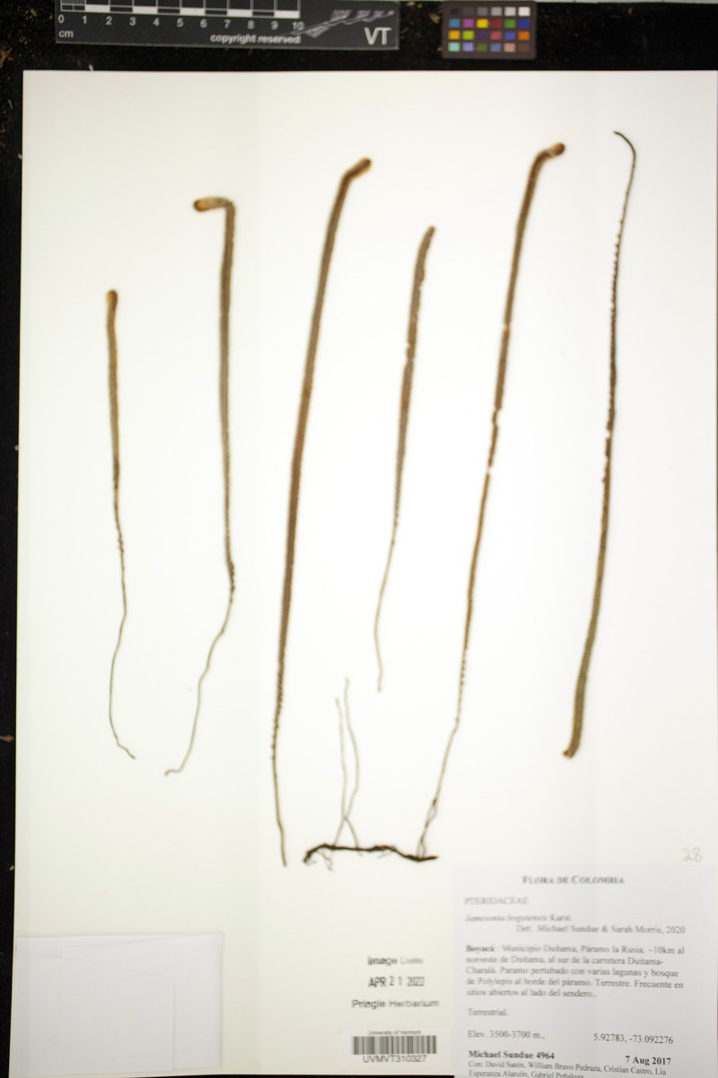 Jamesonia bogotensis photo 6