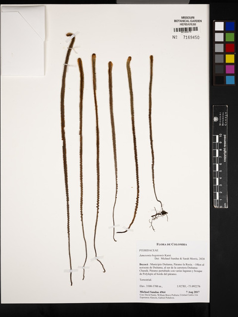Jamesonia bogotensis photo 7