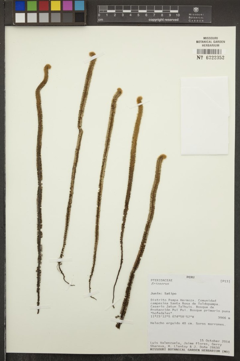 Jamesonia boliviensis photo 2