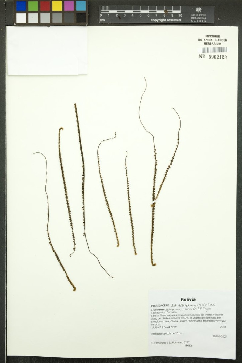 Jamesonia boliviensis photo 3