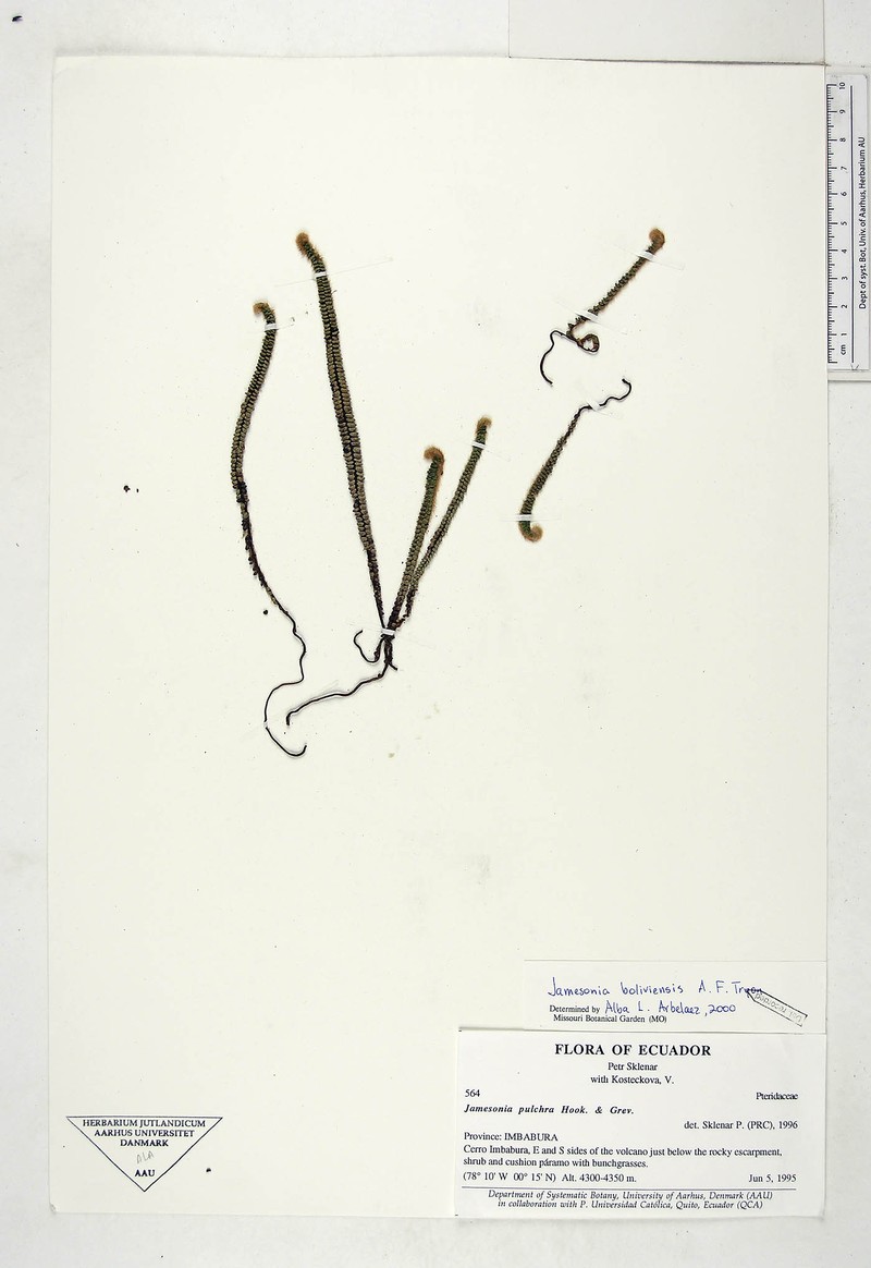 Jamesonia boliviensis photo 4