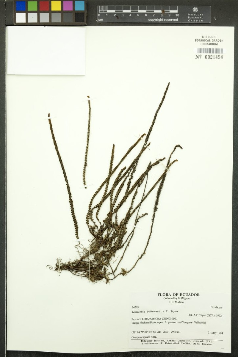 Jamesonia boliviensis photo 5