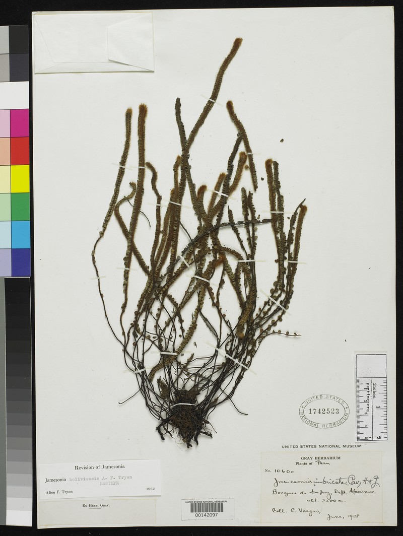 Jamesonia boliviensis