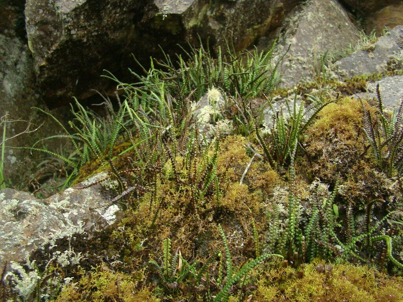 Jamesonia brasiliensis
