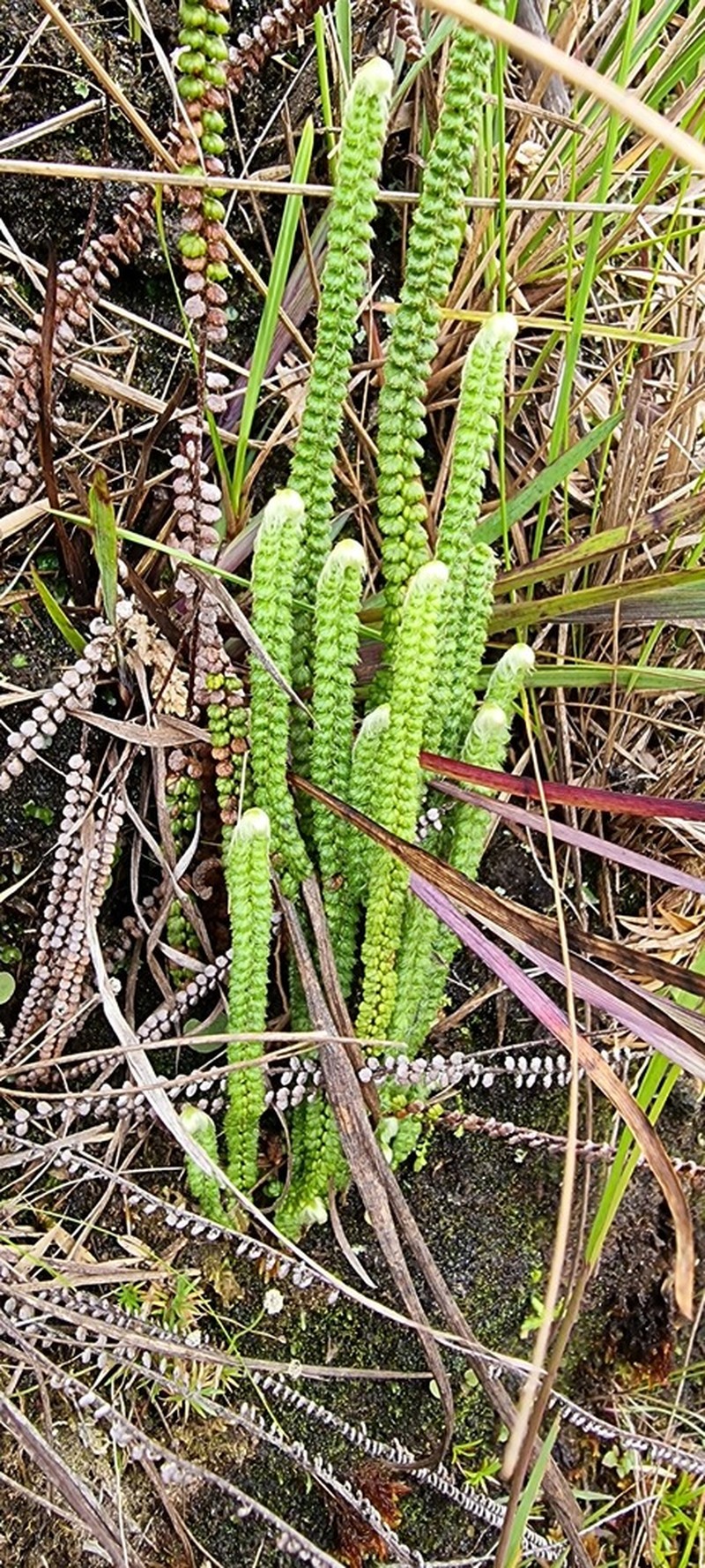 Jamesonia brasiliensis photo 2