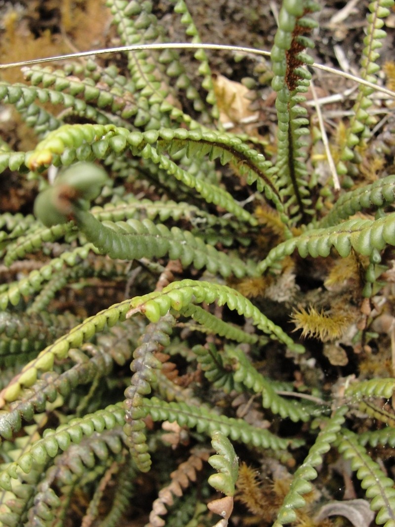 Jamesonia brasiliensis photo 4