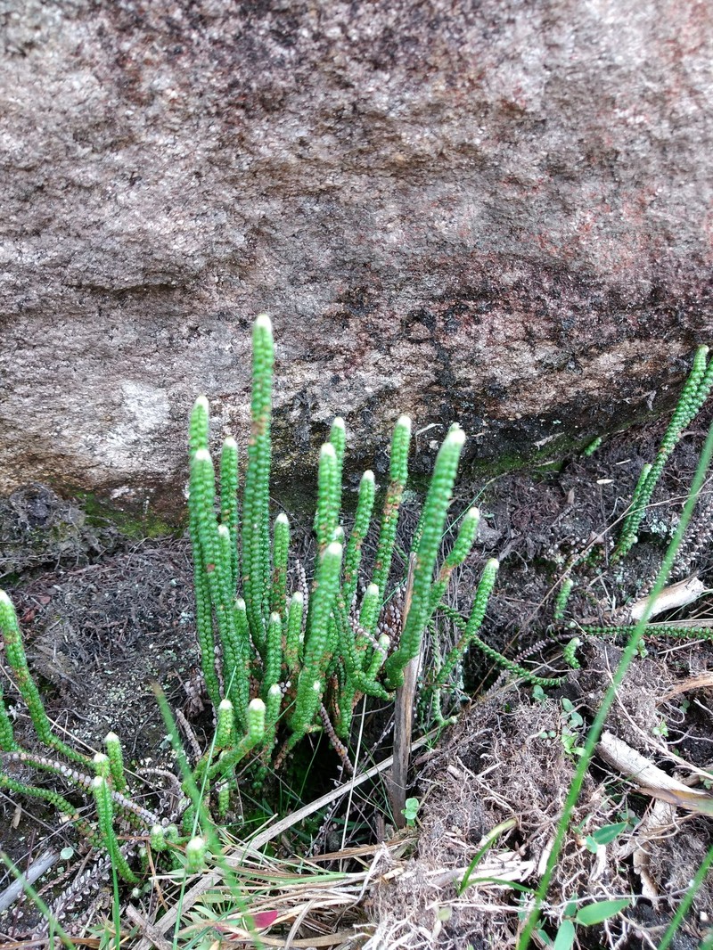 Jamesonia brasiliensis photo 5