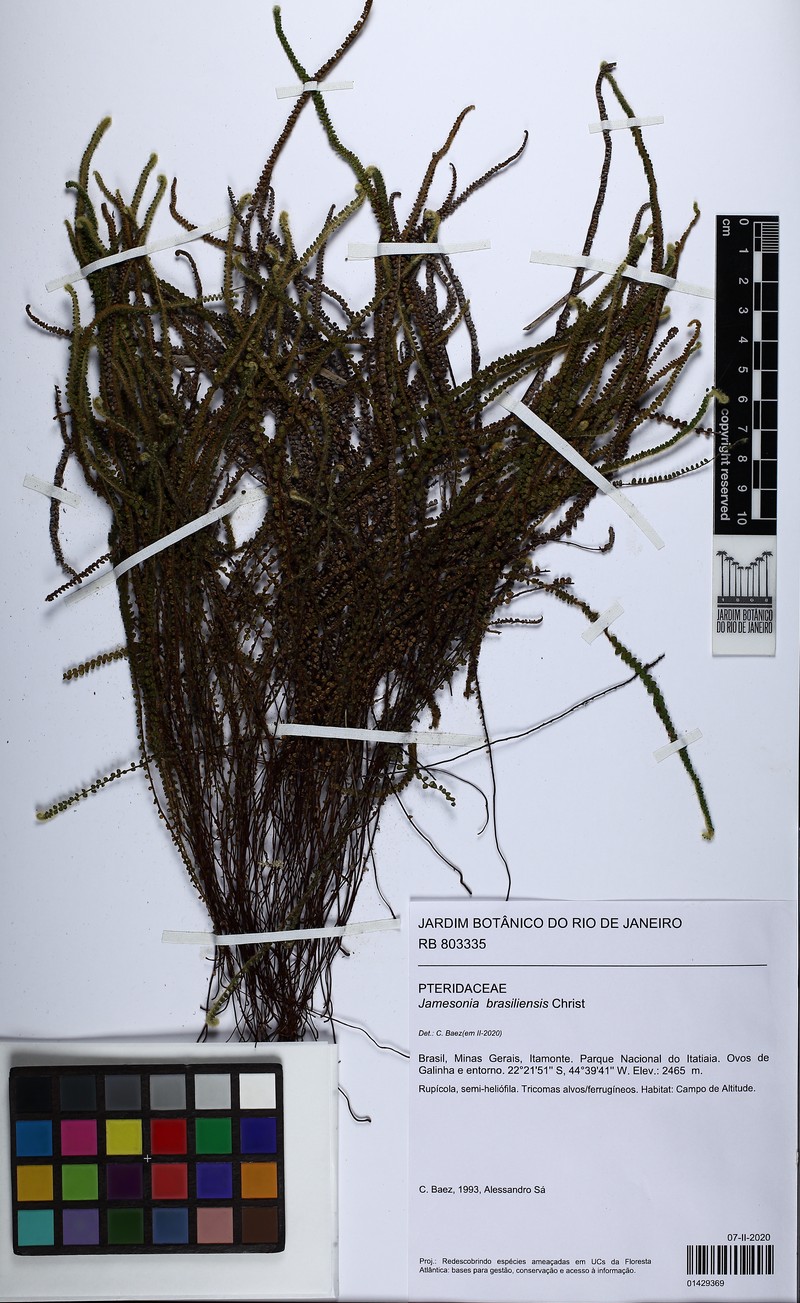 Jamesonia brasiliensis photo 6