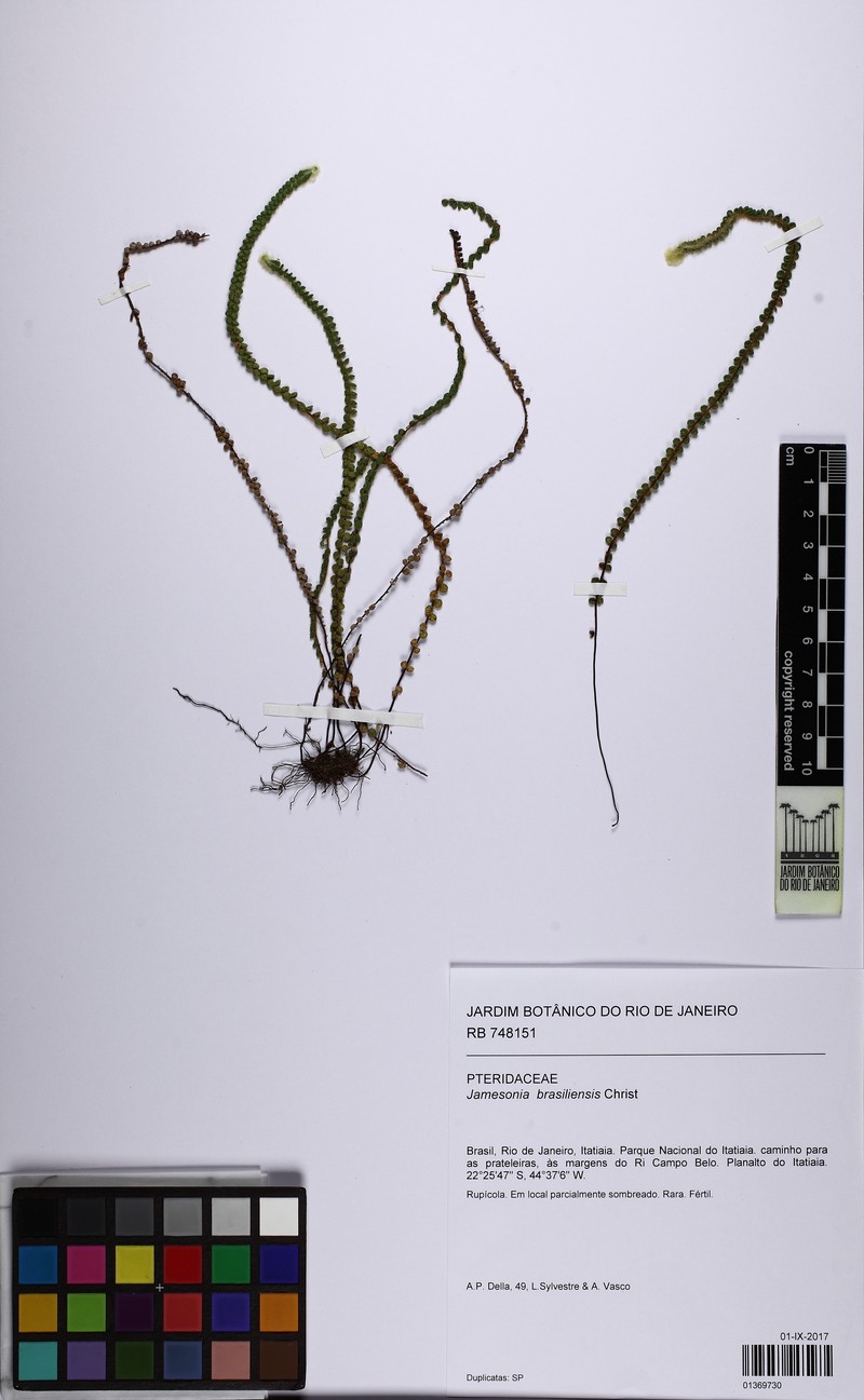 Jamesonia brasiliensis photo 7