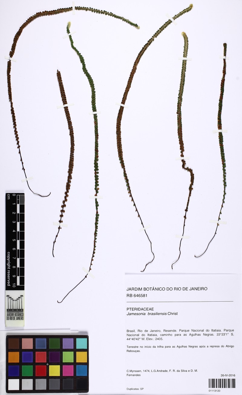 Jamesonia brasiliensis photo 8