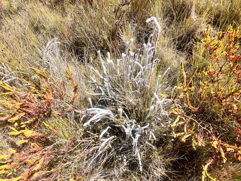 Jamesonia canescens