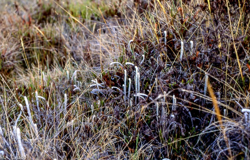 Jamesonia canescens photo 2
