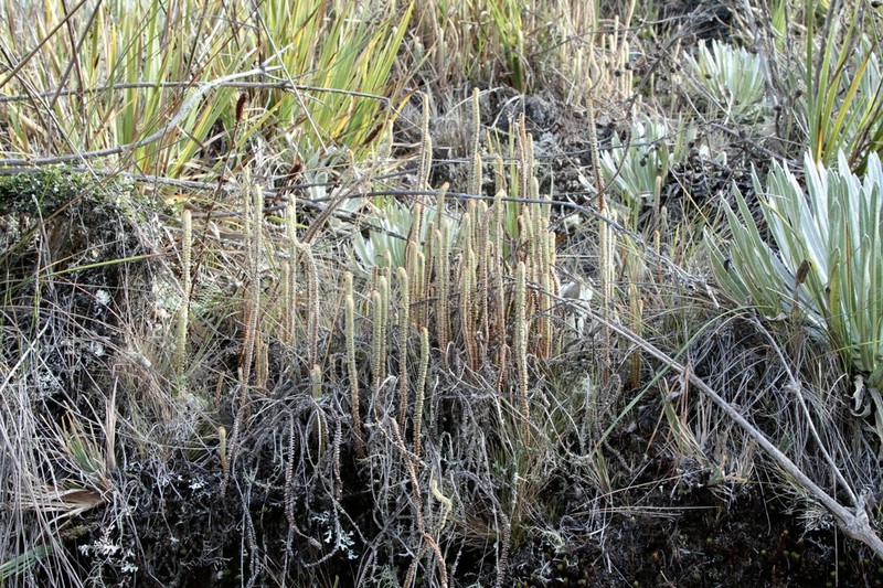Jamesonia canescens photo 3
