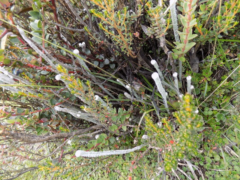 Jamesonia canescens photo 4