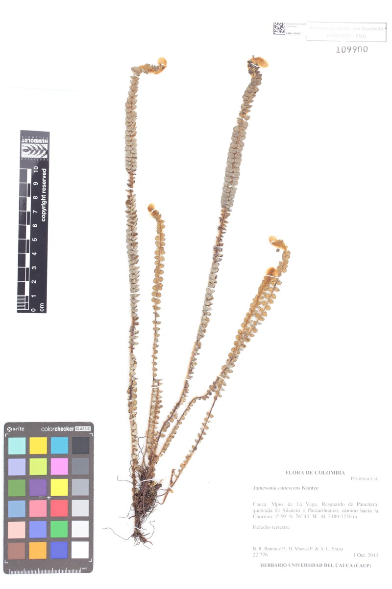 Jamesonia canescens photo 5