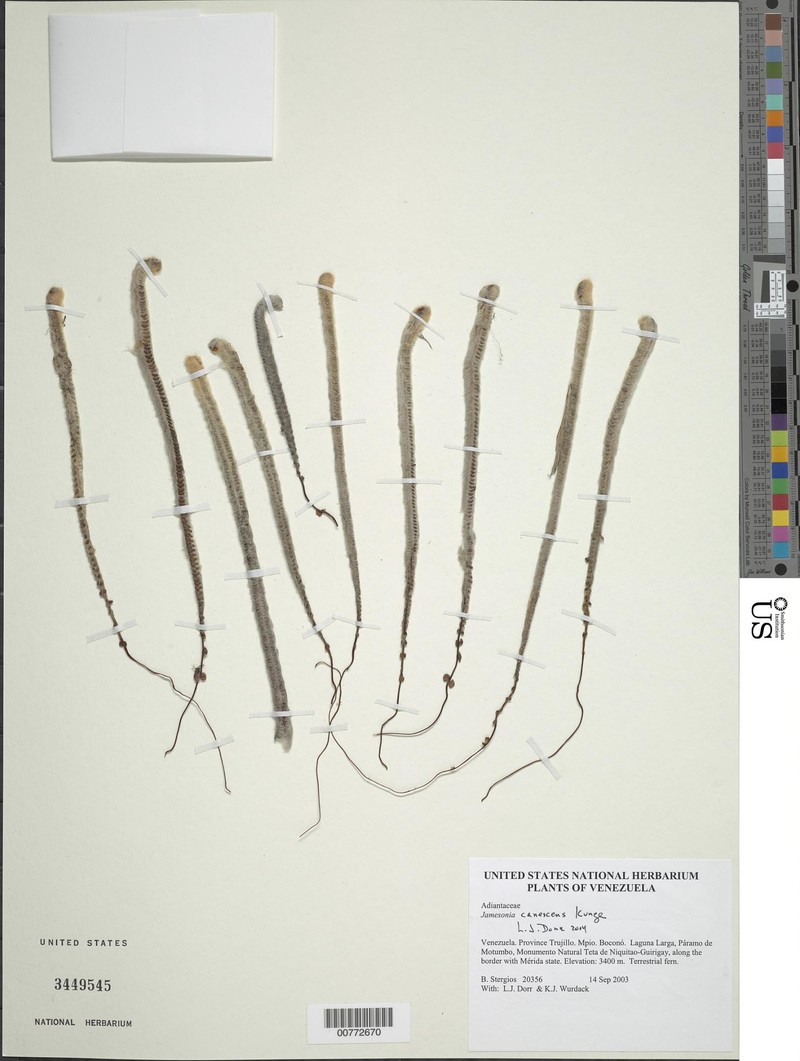 Jamesonia canescens photo 6