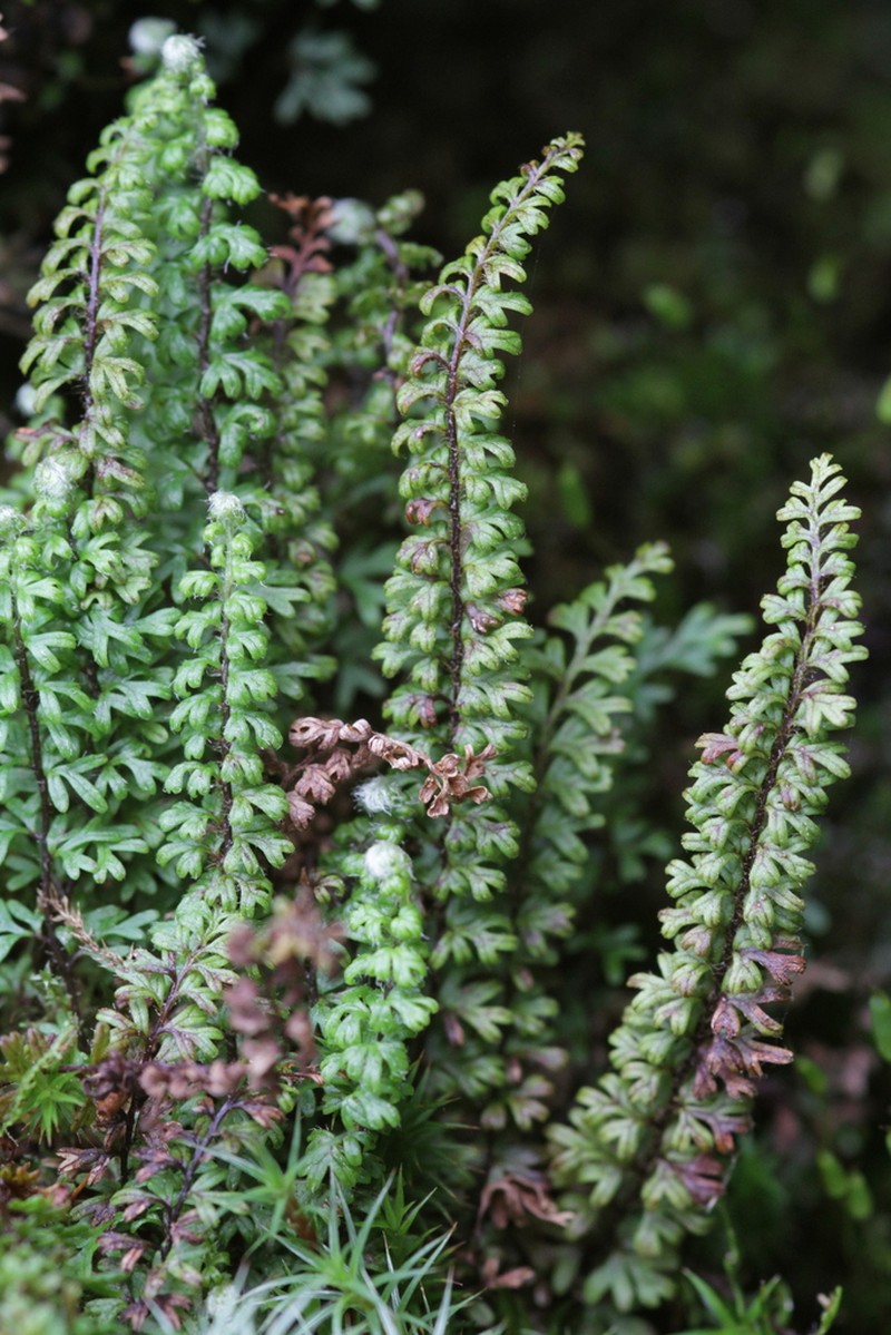Jamesonia cheilanthoides