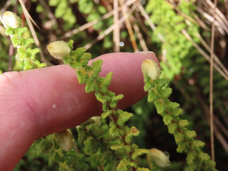 Jamesonia cheilanthoides photo 2
